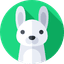 rabbit avatar